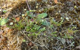 Priemvetmuur is een onopvallende, kleine plant. Je loopt er zo aan voorbij
