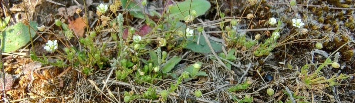 Priemvetmuur is een onopvallende, kleine plant. Je loopt er zo aan voorbij