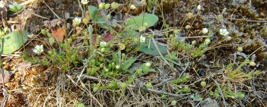 Priemvetmuur is een onopvallende, kleine plant. Je loopt er zo aan voorbij