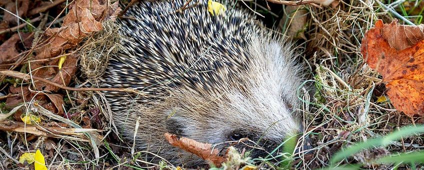 Egel in nest