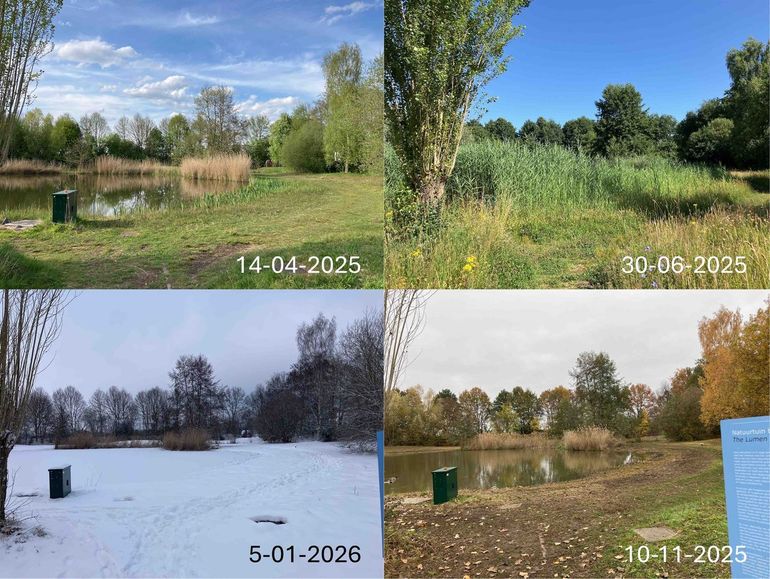 Vijver in de Lumentuin