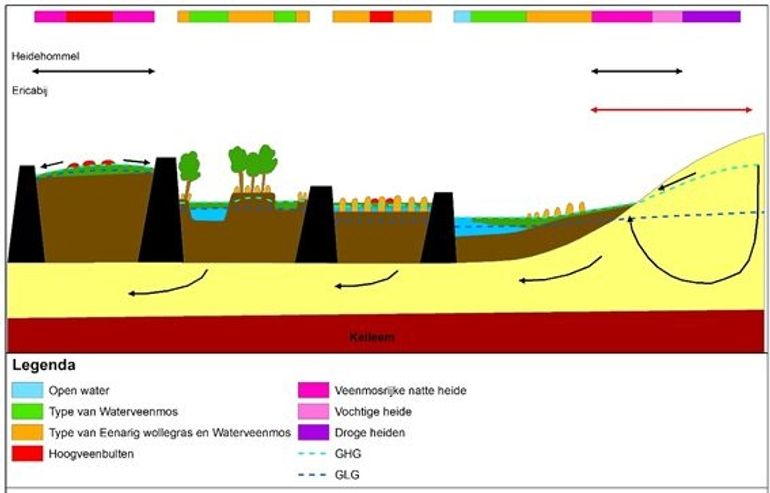 Schematische weergave van de belangrijkste situaties in het hoogveenlandschap waarop geschikt leefgebied van de Heidehommel voorkomt in relatie tot de belangrijkste hydrologische processen en plantengemeenschappen