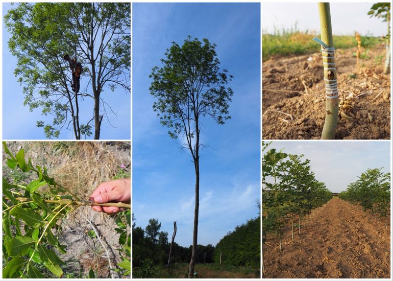 De afgelopen weken is een nieuwe serie essen vermeerderd. Vanuit de kronen van de bomen zijn twijgen verzameld. De knoppen van deze twijgen zijn door boomkwekerij Schalk weer op onderstammen gezet zodat er volgend jaar meerdere boompjes zijn voor het onderzoek. De middelste foto is een mooi voorbeeld uit het Waarderhout van Staatsbosbeheer waar slechts één gezonde es is blijven staan en de overige aangetaste bomen allemaal zijn gekapt