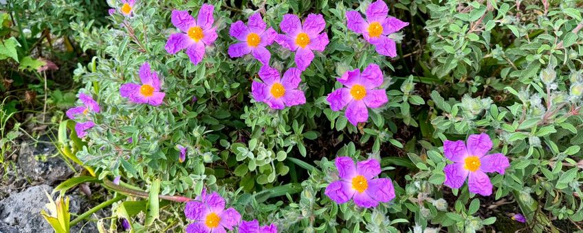 Cistus creticus