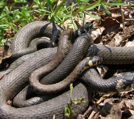 ringslangen paring (niet in NL)