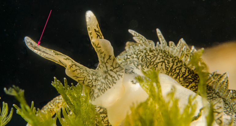 De Groene rolsprietslak dankt zijn naam aan de groene kleur