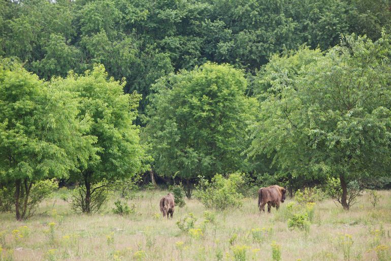 Wisenten op de Veluwe