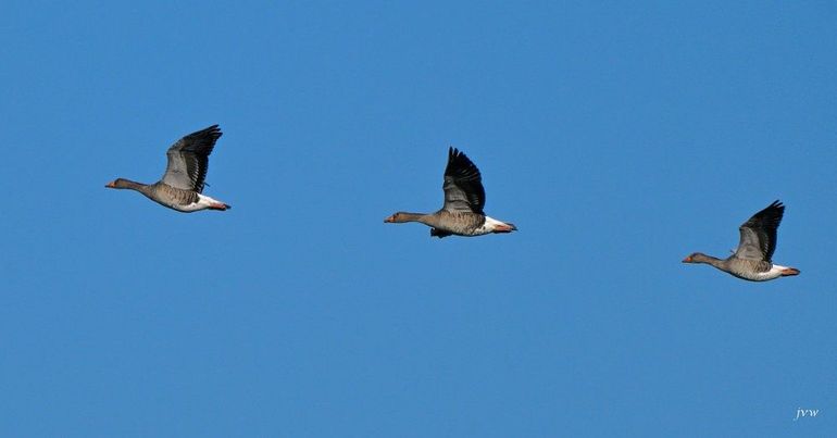 Het is nu bijna niet meer  voor te stellen dat de grauwe gans in de jaren vijftig nauwelijks meer in Nederland voorkwam