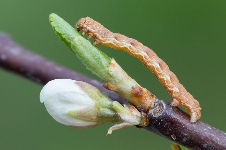 De rups van de grote wintervlinder wordt nu veel in Nederland gezien