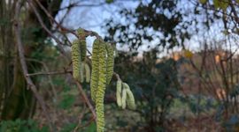 Hazelaar in bloei op maandag 19 december 2021 in Ede