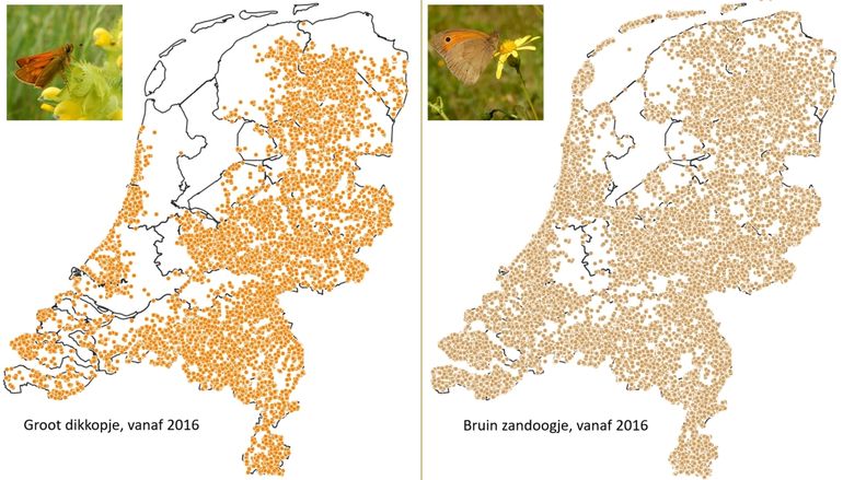 Waarnemingen van groot dikkopje en bruin zandoogje vanaf 2016