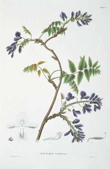 Wisteria