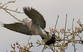 Columba palumbus, Houtduif