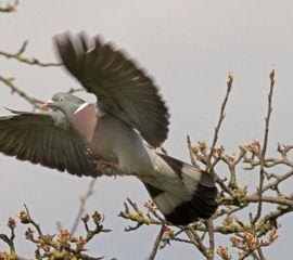 Columba palumbus, Houtduif