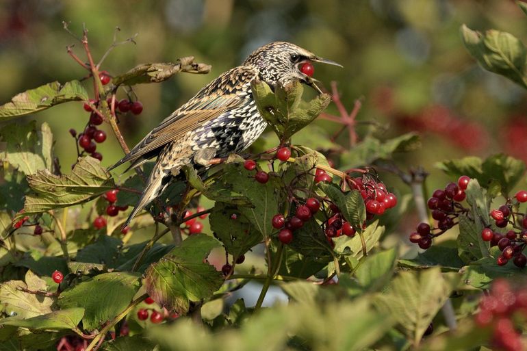 Vogels slaan de energie uit voedsel op als vet