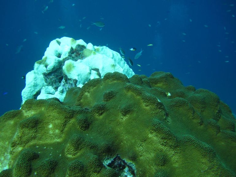 The ongoing coral bleaching event serves as a stark reminder of the urgent need to address climate change