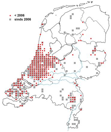 De veenmol komt vooral in West-Nederland voor