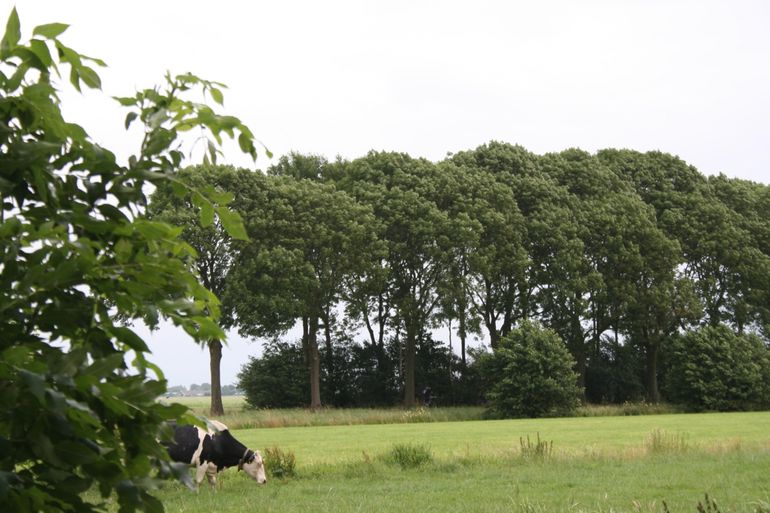 Rijbeplanting van grote aantallen grote essen in een polderlandschap