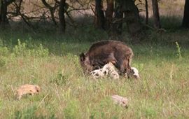 bont wild zwijntje