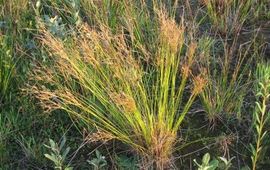 Lsg. Natuurbeheer en plantenecologie WUR Juncus x sallandiae Corporaal & Schaminée