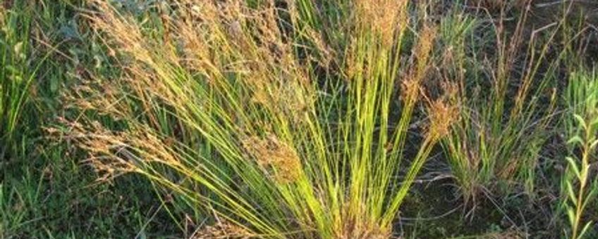 Juncus x sallandiae Corporaal & Schaminée 