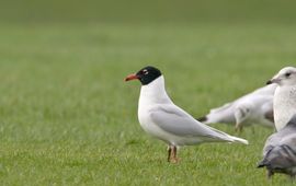 Zwartkopmeeuw