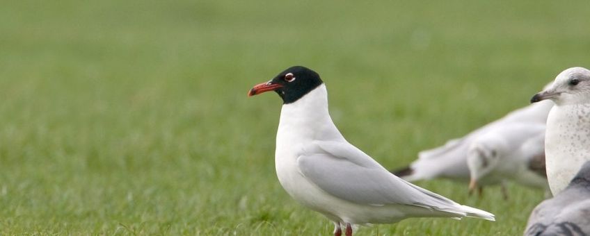 Zwartkopmeeuw