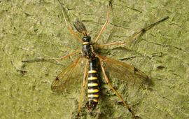 Ctenophora flaveolata mannetje