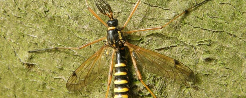 Ctenophora flaveolata mannetje