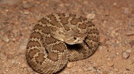 Crotalus scutellatus