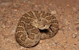 Crotalus scutellatus