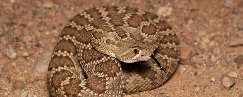 Crotalus scutellatus