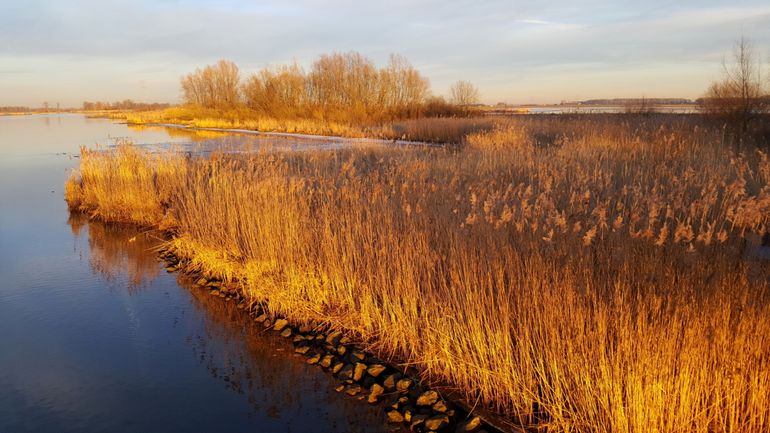 Biotoop van de noordse woelmuis