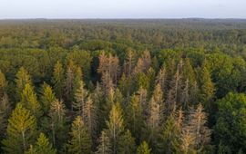 Staatsbosbeheer Aangetaste fijnsparren