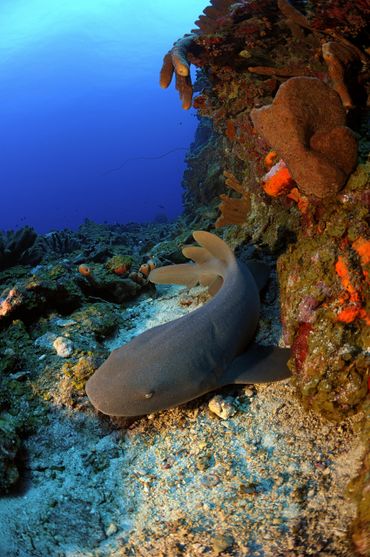 Verpleegsterhaai op the Saba Bank, onderdeel van het Yarari Reservaat