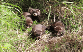 Bunzingfamilie in het Weerterbos