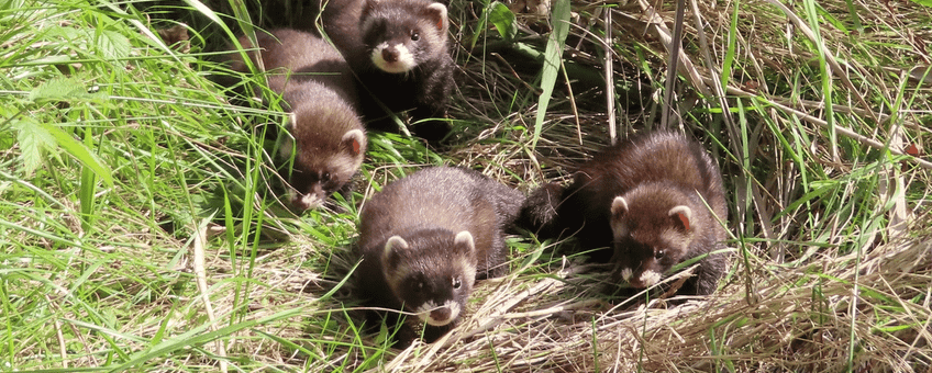 Bunzingfamilie in het Weerterbos