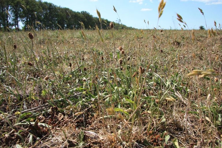 Droogte op de Veluwe in mei 2020