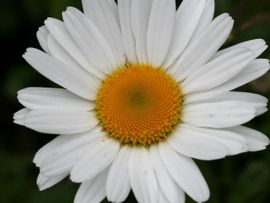 Leucanthemum vulgare, Gewone margriet.
http://www.kuleuven-kortrijk.be/bioweb/