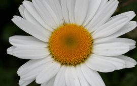 Leucanthemum vulgare, Gewone margriet.
http://www.kuleuven-kortrijk.be/bioweb/