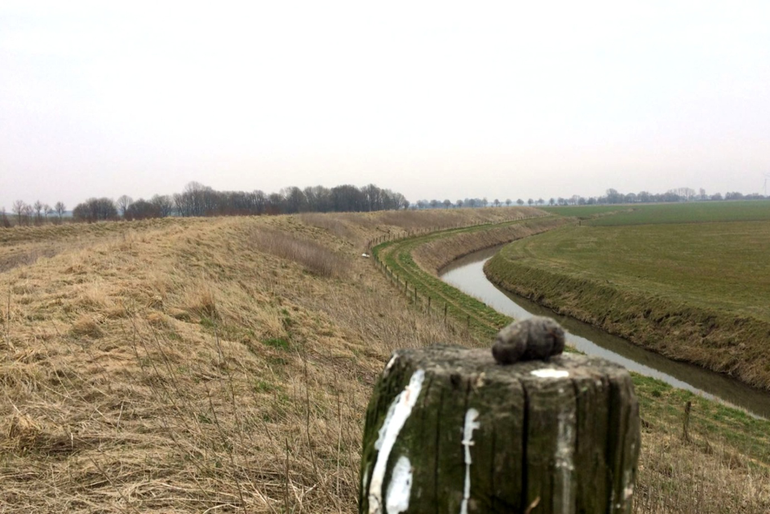 De kern van de homerange van de gezenderde ruigpootbuizerd: een ruig gedeelte van de slaperdijk nabij Nieuwe Statenzijl. Op de voorgrond: een braakbal van de ruigpootbuizerd (met daarin resten van veldmuis en waterrat) op een vaak als zitplek gebruikte paal