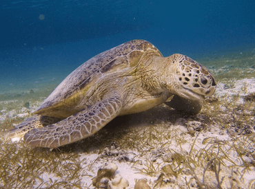 Grazing sea turtle