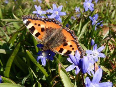 Kleine vos in maart op Scilla