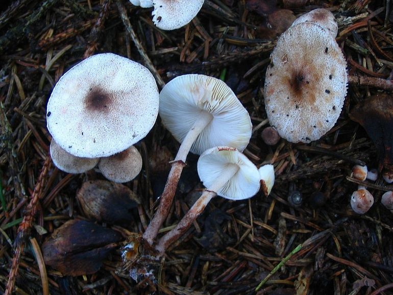 Glinsterende champignonparasol (Leucoagaricus georginae)