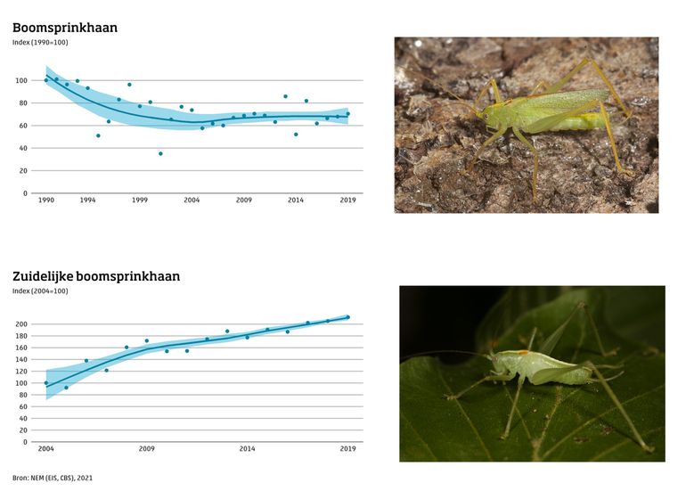In de periode waarin de zuidelijke boomsprinkhaan zich heeft uitgebreid in Nederland, is de boomsprinkhaan juist achteruitgegaan. Nader onderzoek zal moeten aantonen of hier sprake is van concurrentie
