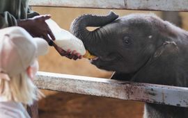 Michele Fortmann / © IFAW Nicolette leert Beatrix en haar vriendjes kennen bij Zimbabwe Elephant Orphanage.
