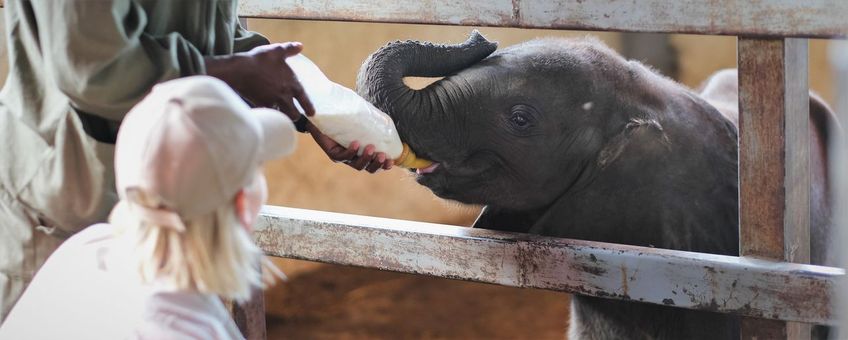 Nicolette leert Beatrix en haar vriendjes kennen bij Zimbabwe Elephant Orphanage.
