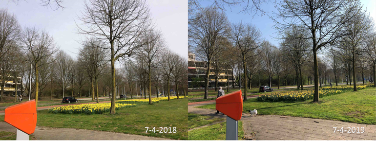 Verschil in ontwikkeling van narcissen in Ede tussen 7 april 2018 en 7 april 2019