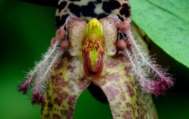 Jan Meijvogel ulbophyllum tarantula is een endemische orchidee in Nieuw-Guinea