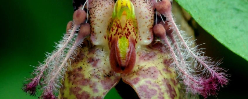 ulbophyllum tarantula is een endemische orchidee in Nieuw-Guinea